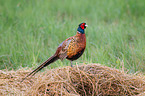 pheasant