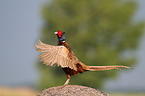 pheasant