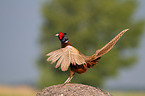 pheasant