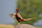 pheasant