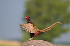 pheasant