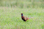 pheasant