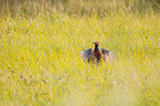 pheasant