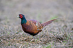 pheasant