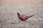 pheasant