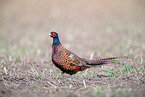 pheasant