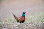 pheasant