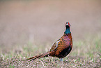 pheasant