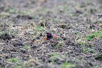 pheasant