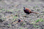 pheasants