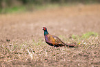 pheasant