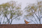 pheasant