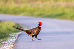 common pheasant