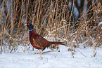 common pheasant