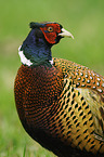 common pheasant