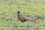 pheasant