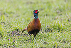 pheasant