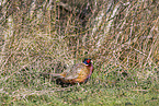 pheasant
