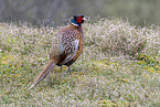 pheasant