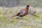 pheasant