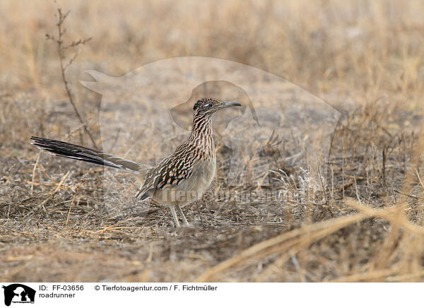 roadrunner / FF-03656