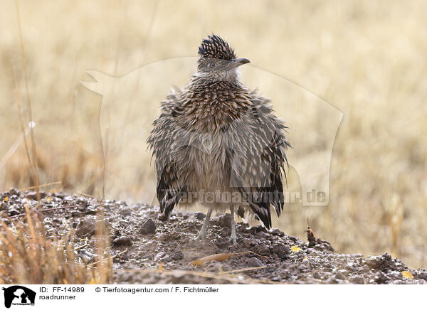Wegekuckuck / roadrunner / FF-14989