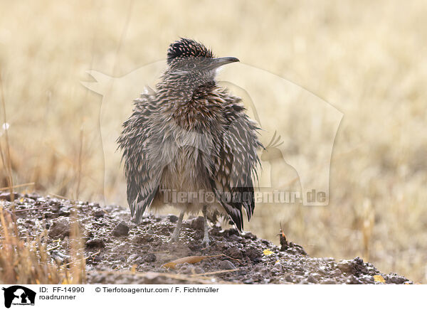 Wegekuckuck / roadrunner / FF-14990