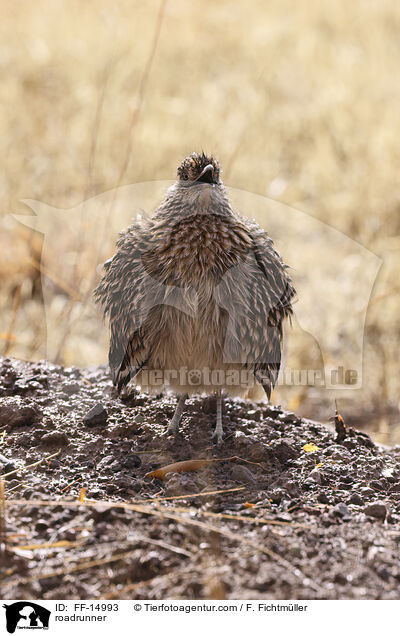 Wegekuckuck / roadrunner / FF-14993