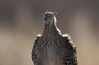 roadrunner