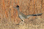 roadrunner