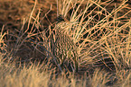 roadrunner