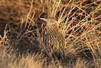 roadrunner