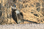 roadrunner