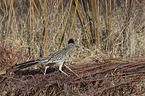 walking Roadrunner