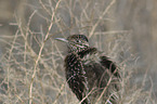 sitting Roadrunner