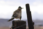 roadrunner