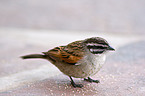 rock bunting