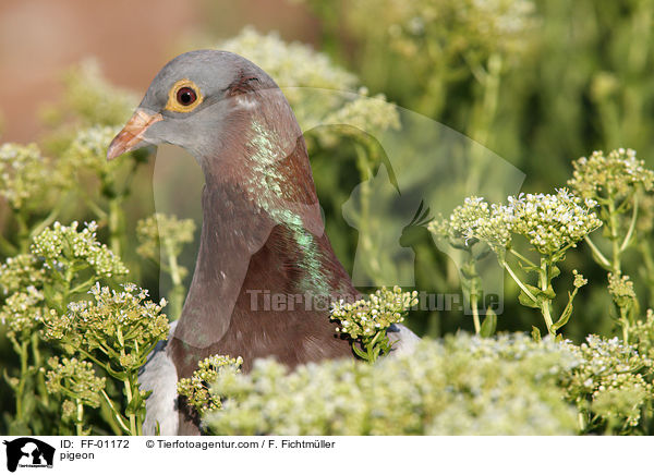 pigeon / FF-01172
