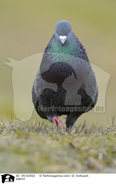 pigeon / DV-02502