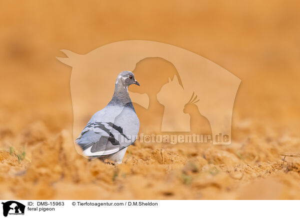 Felsentauben / feral pigeon / DMS-15963