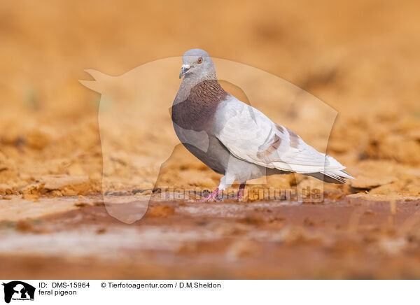 Felsentauben / feral pigeon / DMS-15964