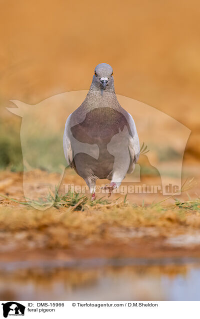 Felsentauben / feral pigeon / DMS-15966