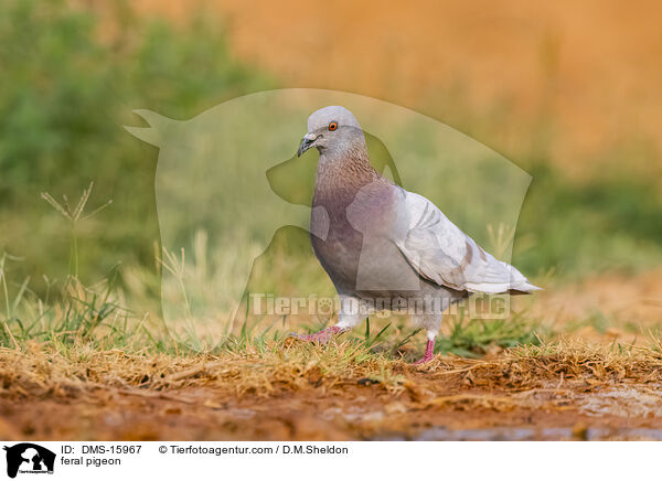 Felsentauben / feral pigeon / DMS-15967
