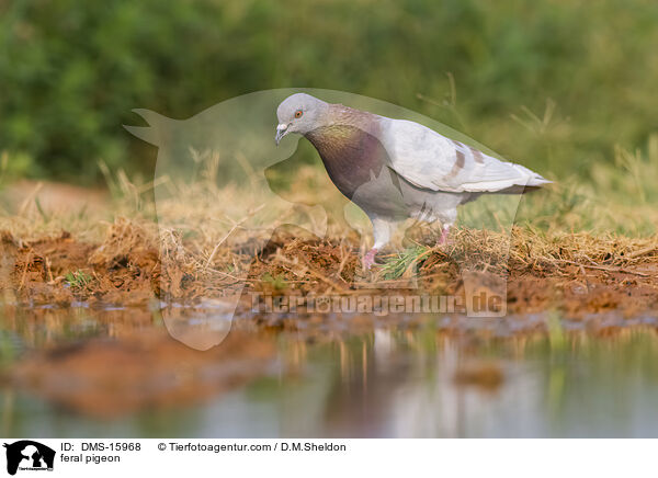 Felsentauben / feral pigeon / DMS-15968