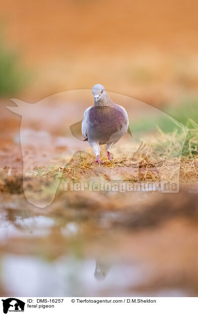Felsentauben / feral pigeon / DMS-16257