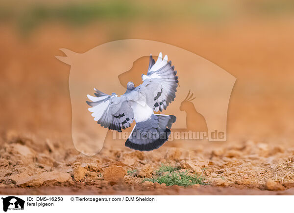 Felsentauben / feral pigeon / DMS-16258