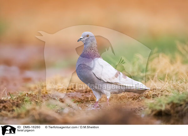 Felsentauben / feral pigeon / DMS-16260