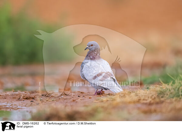 Felsentauben / feral pigeon / DMS-16262