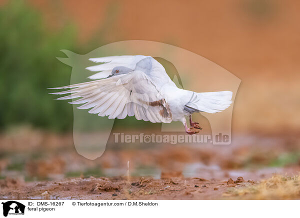 Felsentauben / feral pigeon / DMS-16267