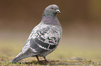 pigeon